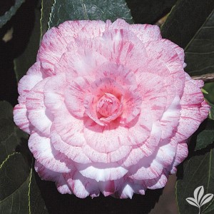 Campari Camellia, Camellia japonica 'Campari'